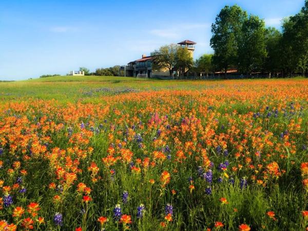 Enjoy the bluebonnets and wildflowers at the ranch during Spring time