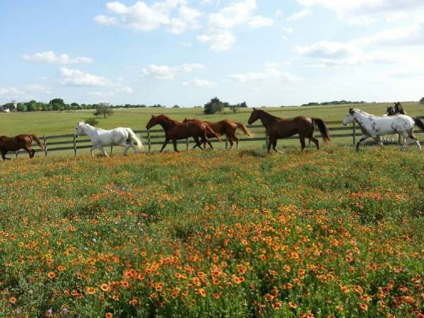 Our profesional horse trainer is ready to guide you through this essential Texas ranch experience.