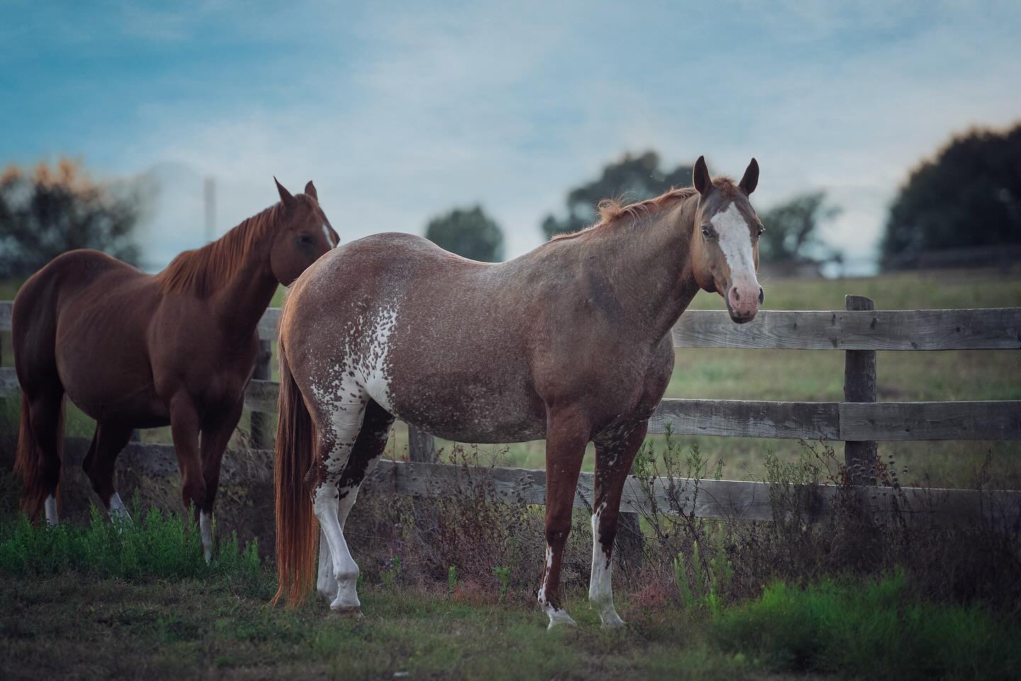 Ride these beautiful horses with our horse trainers